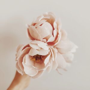 cukorvirág pünkösdi rózsa