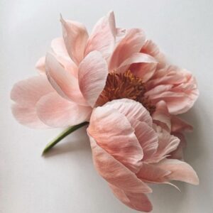 Cukorvirág bazsarózsa